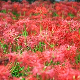 Lycoris ～花炎～1.jpg