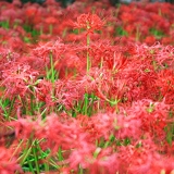 Lycoris ～花炎～　＜写真+フレーズ＞.jpg