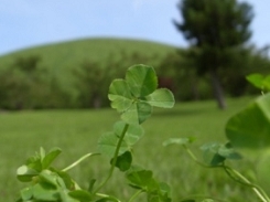 clover.jpg