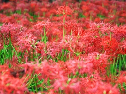 Lycoris ～花炎～　＜写真+フレーズ＞.jpg