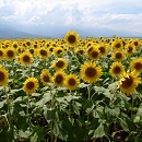 Smileofsunflowers_photoword.jpg