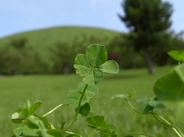 クローバー.jpg